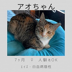 アオちゃん