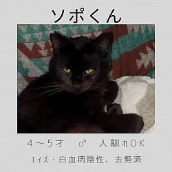 ソポくん