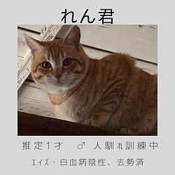 レン君