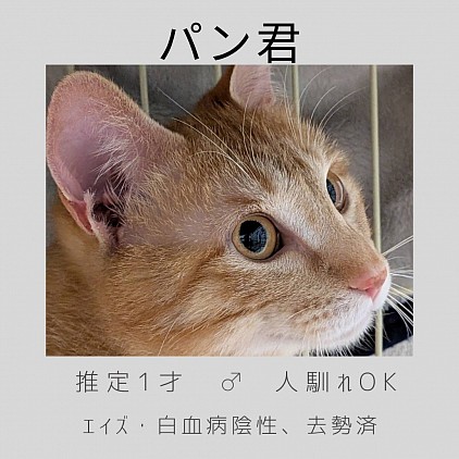 パン君　♂    1才　人馴れOK