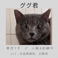 ググ君