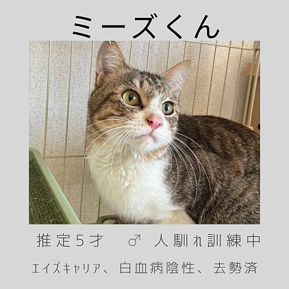 ミーズくん