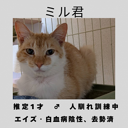 ミル君　1才　♂