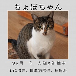 ちょぼちゃん