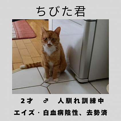 ちびた君　2才　♂
