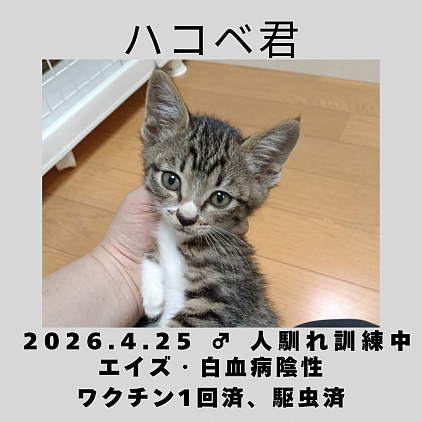 ハコベ君