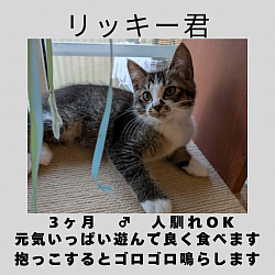 リッキー君