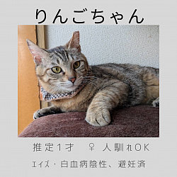 りんごちゃん
