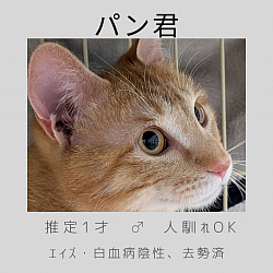パン君