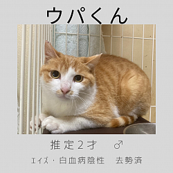 ウパ君