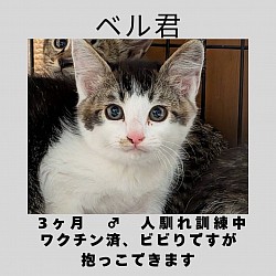 ベル君