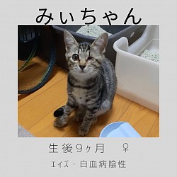 みぃちゃん