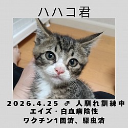 ハハコ君