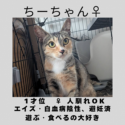ちーちゃん