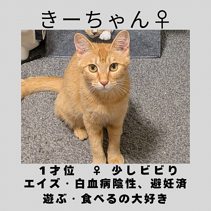 きーちゃん