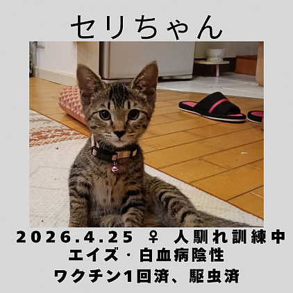 セリちゃん　♀