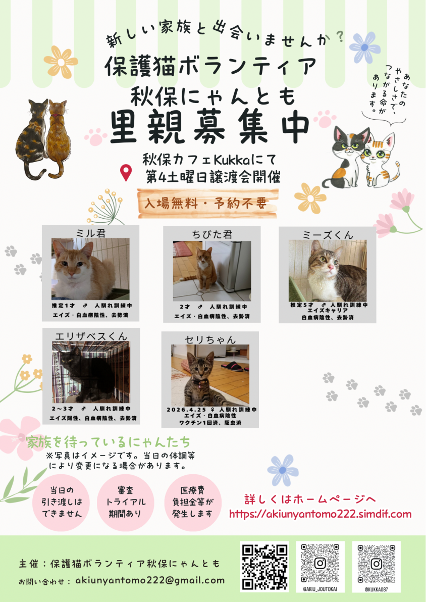 5匹の猫ちゃんたちがずっとのお家待ってます