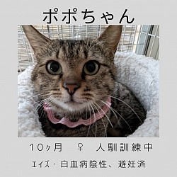 ポポちゃん