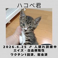 ハコベ君