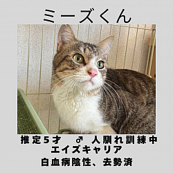 ミーズくん